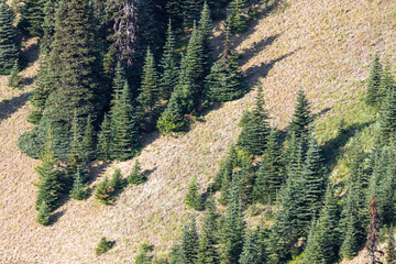 trees growing up the side of a steep mountain slope