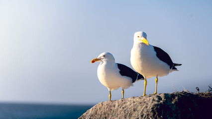 Chorrillos Beach, Caldera, Chile, February 12, 2022. Birds on the shore of the Pacific Ocean