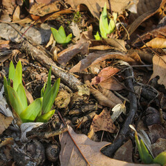 autumn leaves in the ground