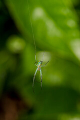Mabel Orchard Orb-weaver in Florida
