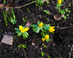 flowers in the garden