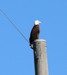 Eagle on top