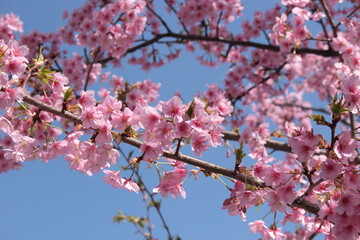 河津桜