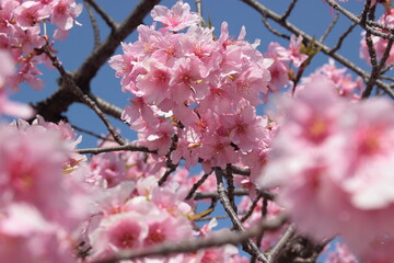 河津桜の花びら