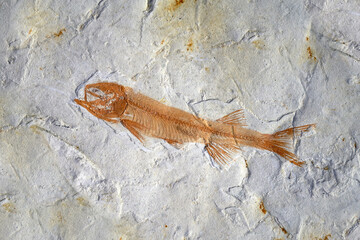 Fossil : Lycoptera Fish fossil from Liaoxi China, its lived from the late Jurassic to Cretaceous...