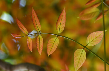 Beautiful tree leaves growing in the early spring forest
