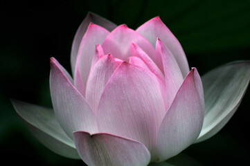 pink lotus flower