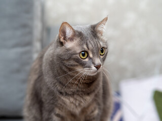 Fototapeta premium portrait of a gray cat