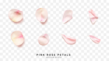 Realistic pink rose petals on transparent. Vector illustration