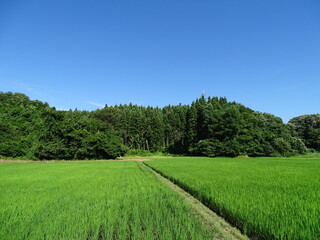 Fototapeta na wymiar 夏の田園風景