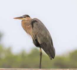 great blue heron