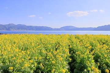Fototapeta na wymiar 指宿市の菜の花畑