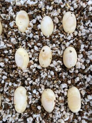 reptile eggs on the ground, hatch animal eggs