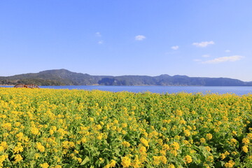 Obraz premium 指宿市の菜の花畑