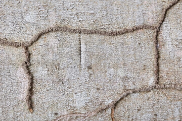 Termite walkway on wood,wooden were damaged by termites. soft focus.