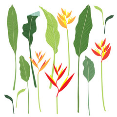 vector canna plants and orange , yellow , red  flower