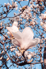 Magnolia soulangeana also called saucer magnolia flowering springtime tree with beautiful pink...