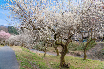Fototapeta premium 梅香る高尾梅郷