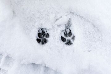 Footprints of a dog on the snow background