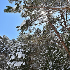 四国徳島県にある日本百名山「剣山」の冬景色