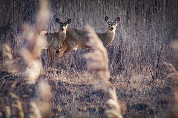 Doe and Buck Deer woke up with the sunrise crawling out of their bedding area. Deer found on...