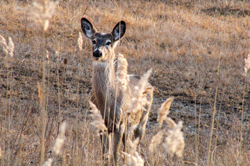 Doe and Buck Deer woke up with the sunrise crawling out of their bedding area. Deer found on...