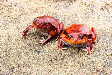 T-O-M-A-T-O frog