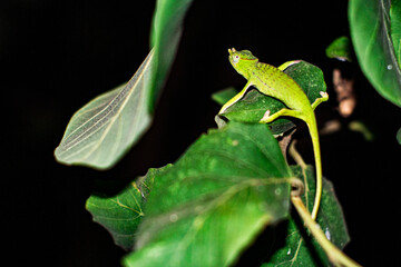 Hanging On, Chameleon