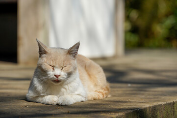 猫