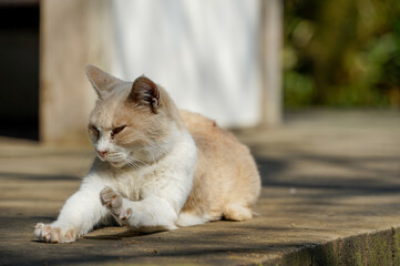 Fototapeta premium 猫