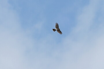 eurasian sparrow hawk in the sky