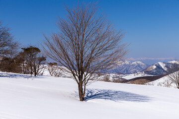 冬の霧ヶ峰高原スノーハイク