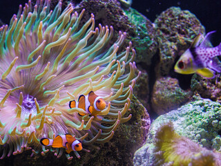 Naklejka na ściany i meble Beatiful sea marine reef tank fish nemo at home in anemone with a lot of colours and there is another fish and corals in the light with zooxanthel in the water with salt
