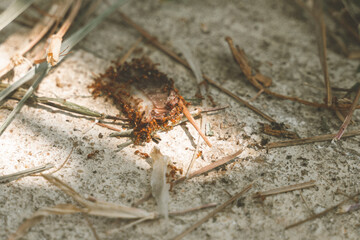 Fire ants eating meat from leftover food on the pavement ground