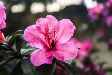 Azalea