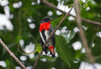 Australian Mistletoebird perched on a branch