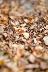 brown dry leaves on the ground in dept of fild.