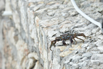 crab standing on stone in the tropics