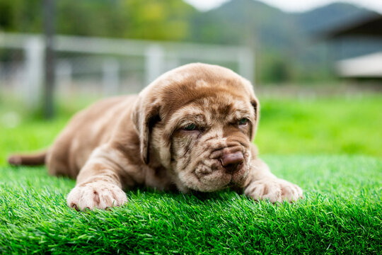 puppy light brown white cute fat on the green lawn Neapolitan Mastiff puppies mix with Bandog.