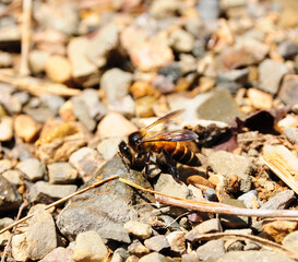 Bee on the stone Close Up Detail