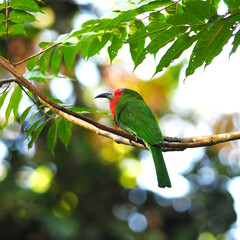 Bee eater Bird on a branch, in thailand