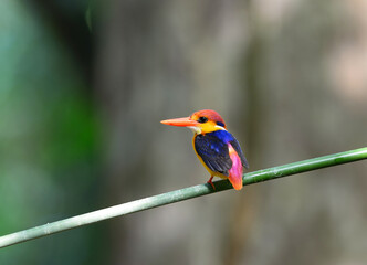 Colorful Kingfisher bird, Black-backed Kingfisher (Ceyx erithacus), side profile