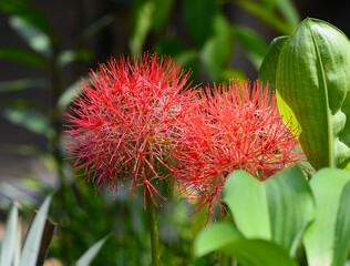 Beautiful Powder puff lily or Blood flower
