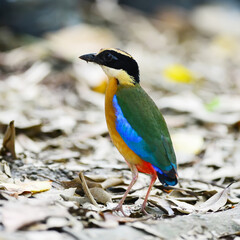 Blue-winged Pitta (Pitta moluccensis) on the ground for finding some food
