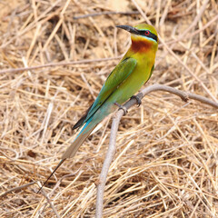 Blue tailed Bee eater on a branch.(Merops philippinus)