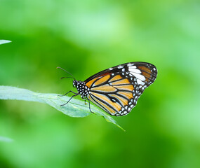 Beautiful colorful Butterfly on leaf Green background