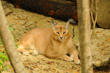 Caracal in South Africa, (Felis caracal)