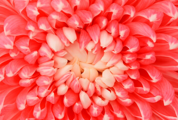 Beautiful panicle Red, Chrysanthemum