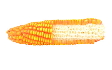 Corn isolated on white background