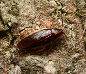 Cockroach